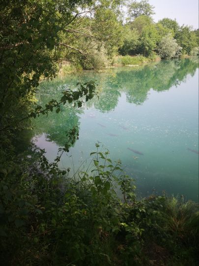 Baggersee Krauchenwies Alle Angeln