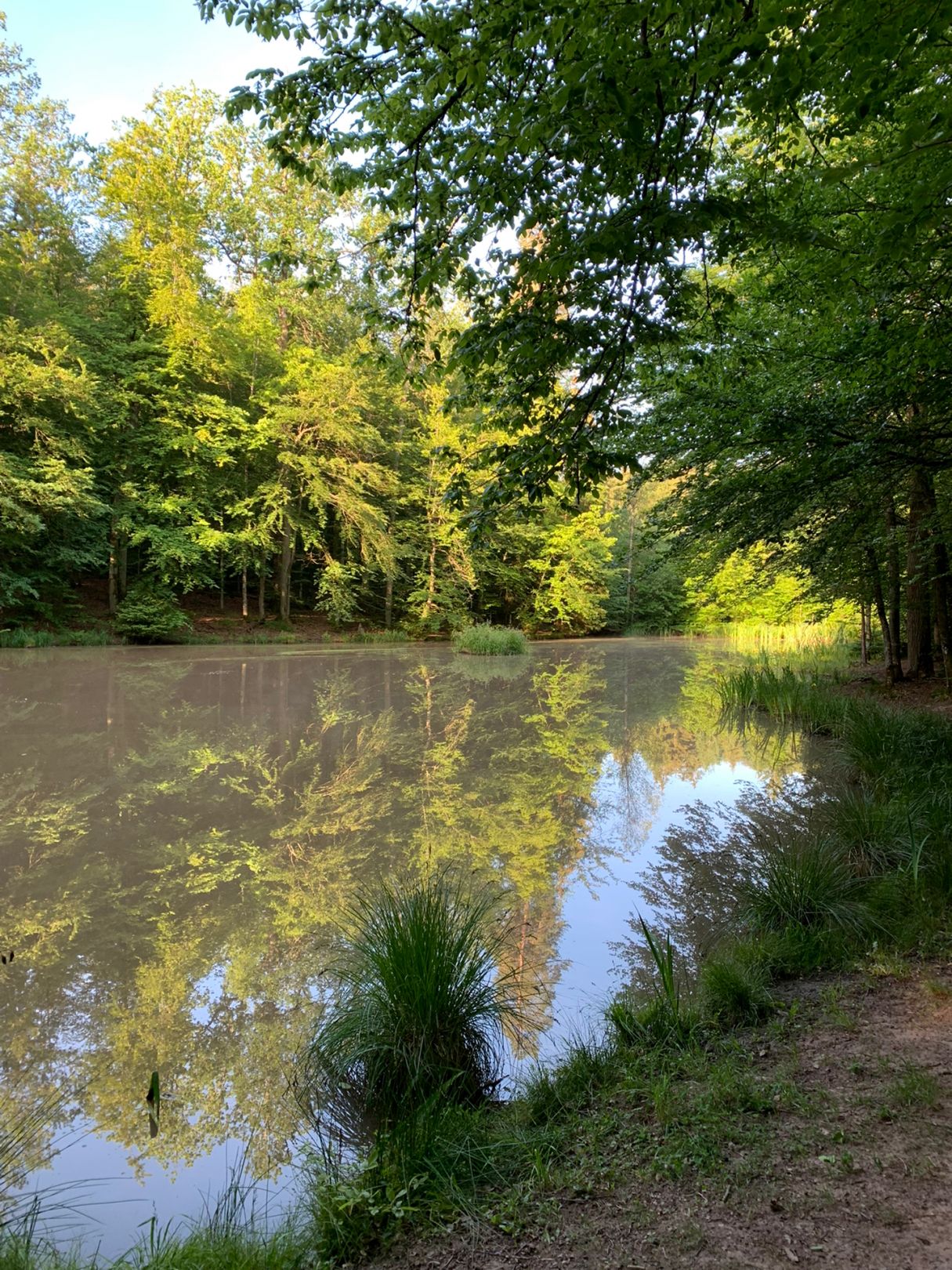 Markteich (Herrenberg) angeln