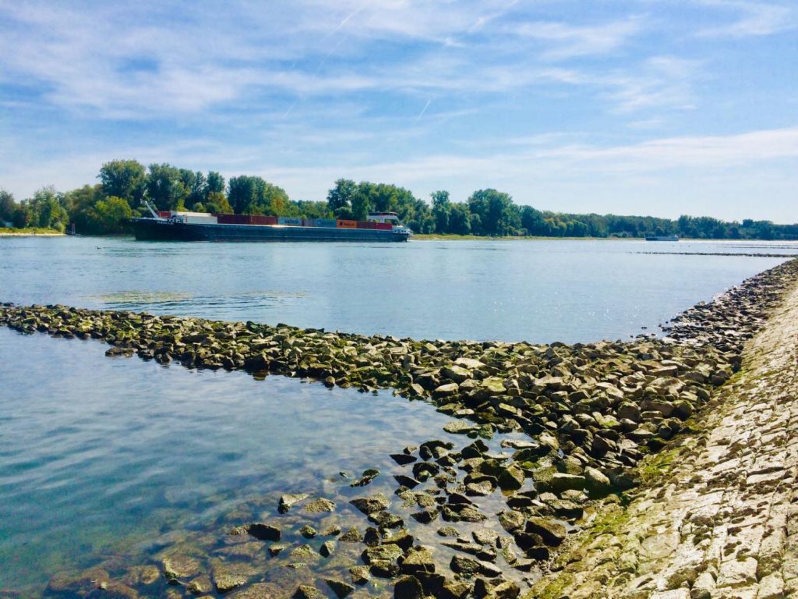 Rhein (Linkenheim-Hochstetten) angeln