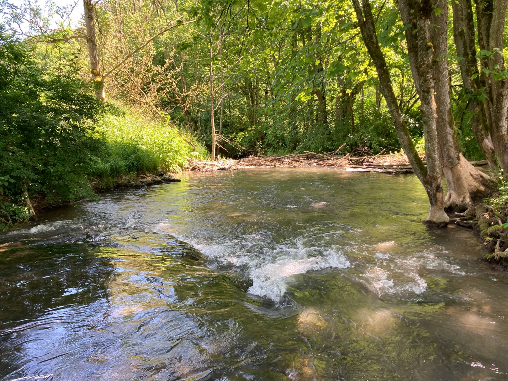 Große Lauter angeln