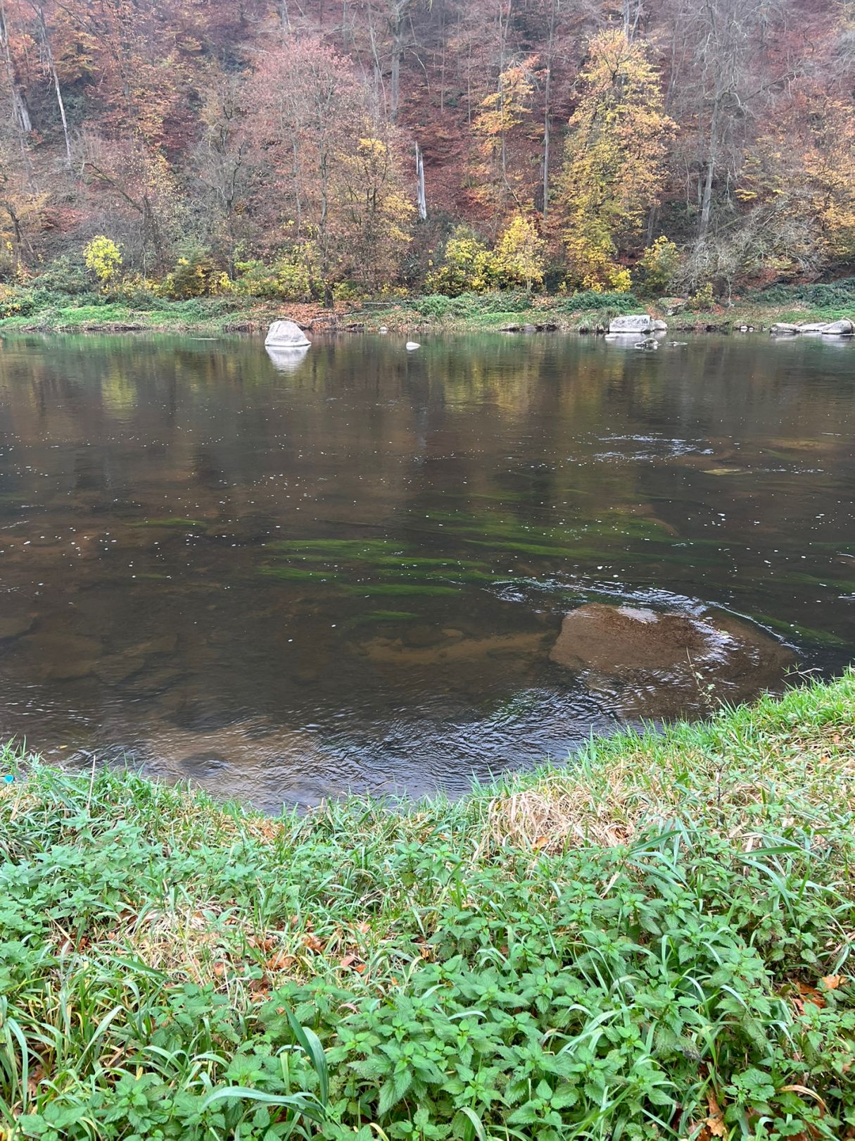 Regen (Hirschling-Marienthal) angeln