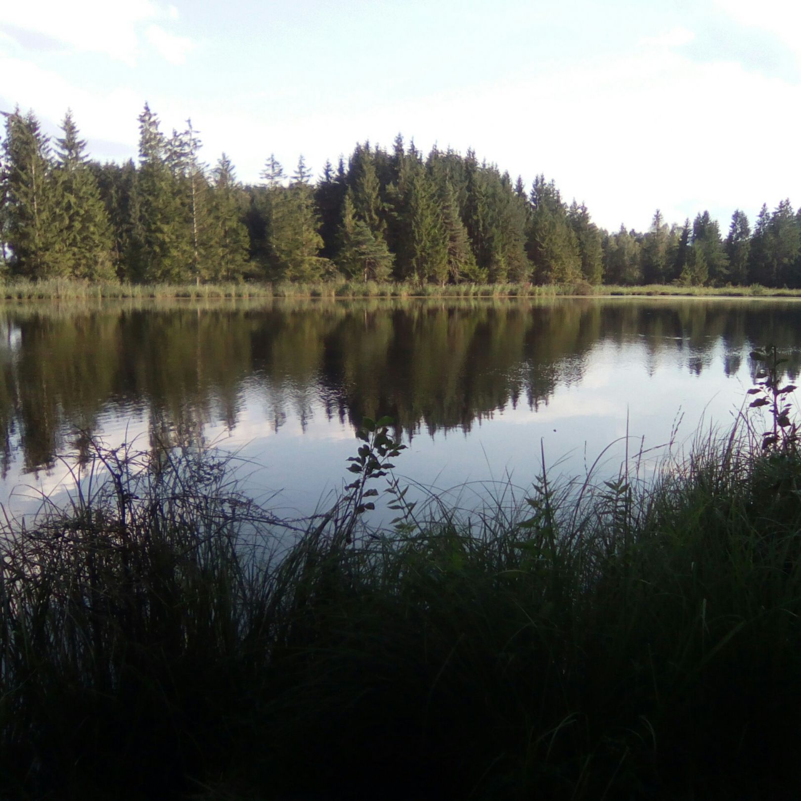 Pöllinger Weiher (Pfeffenhausen) angeln