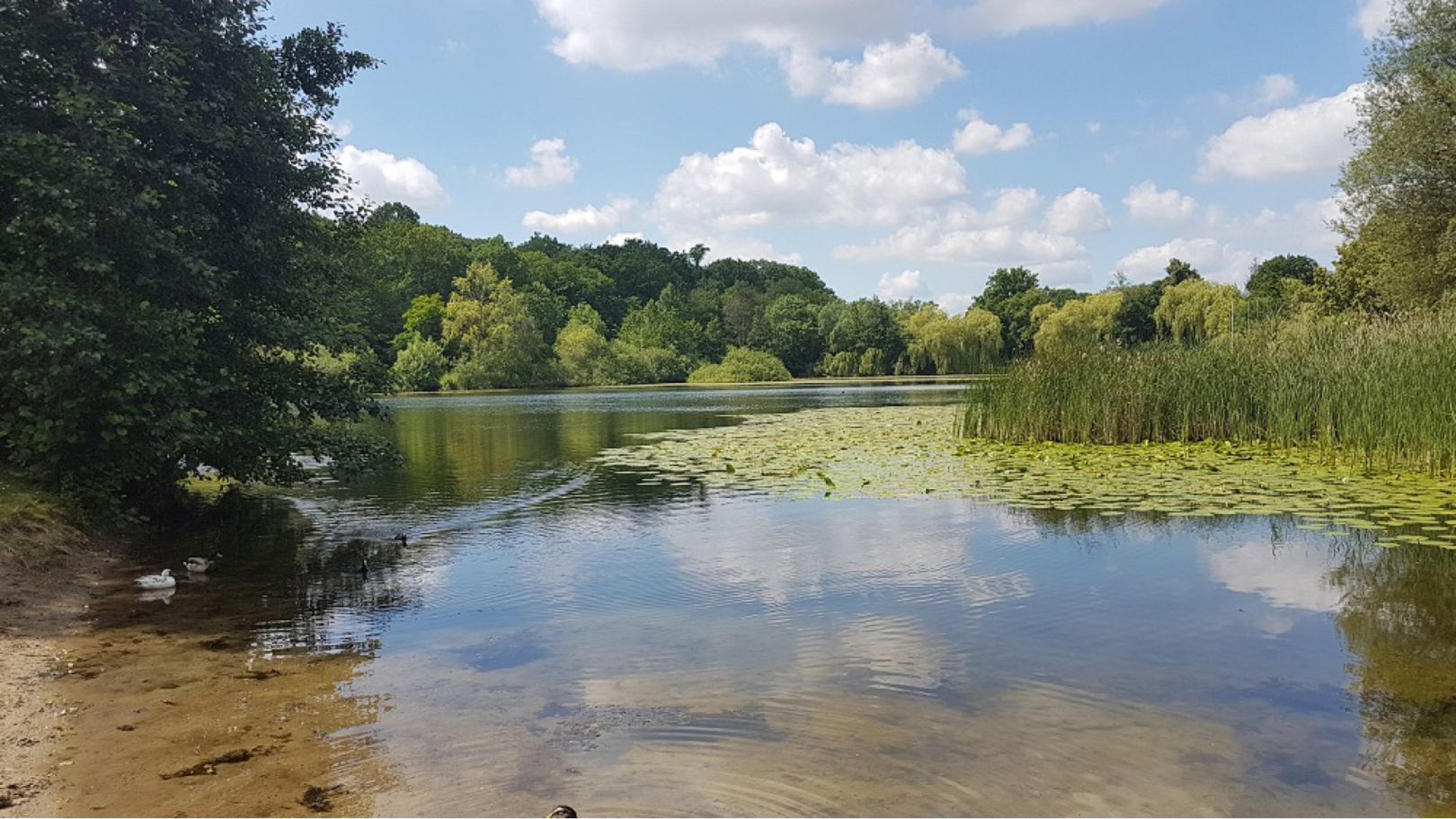 Waldsee Hämelerwald angeln