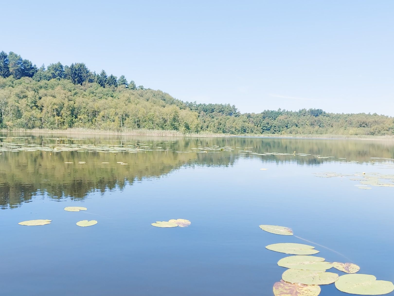 Großer Bürgersee (Neustrelitz) angeln