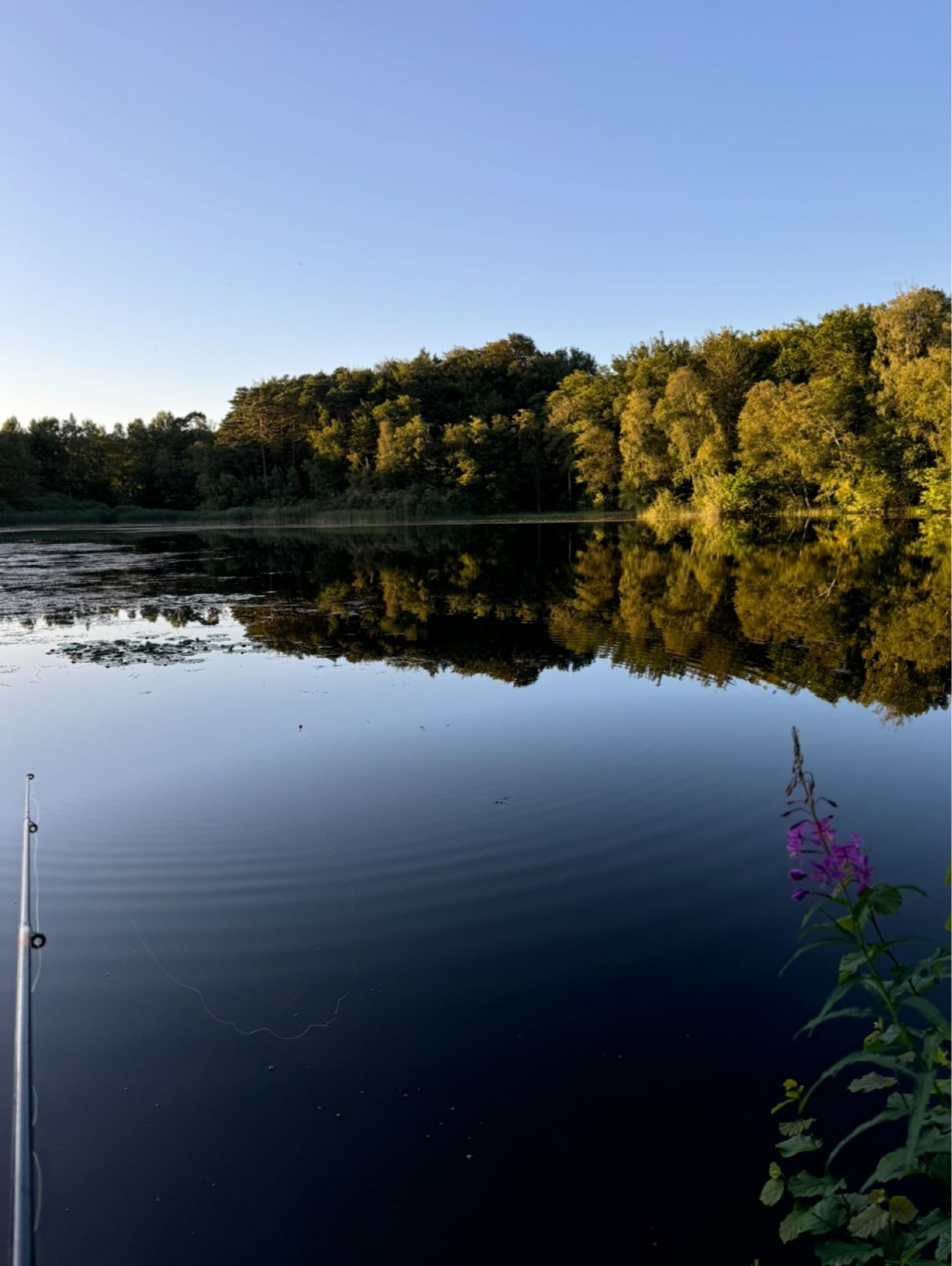 Hirseteich (Walkenried) angeln