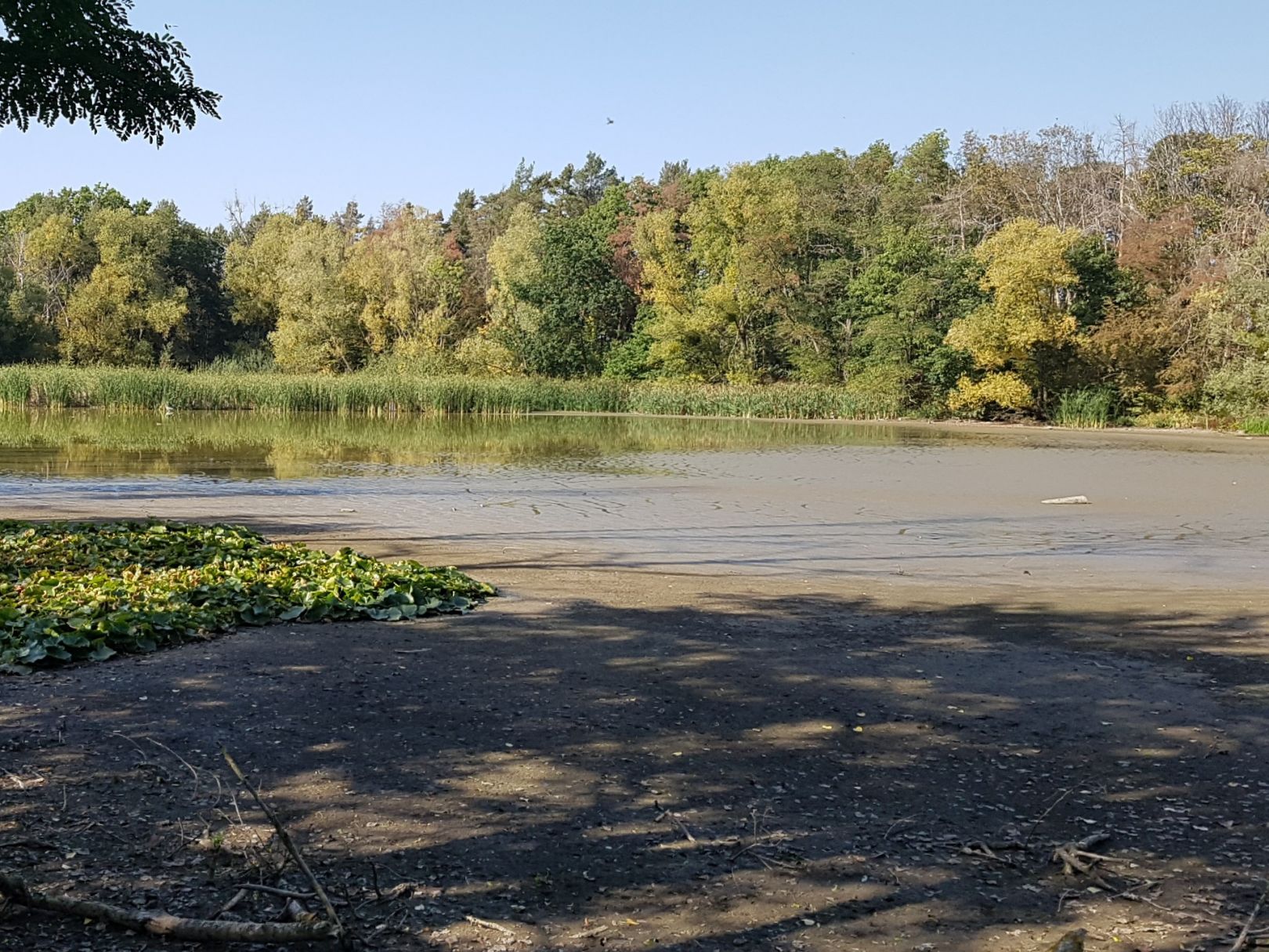 Himmelteich (Sommerschenburg) angeln