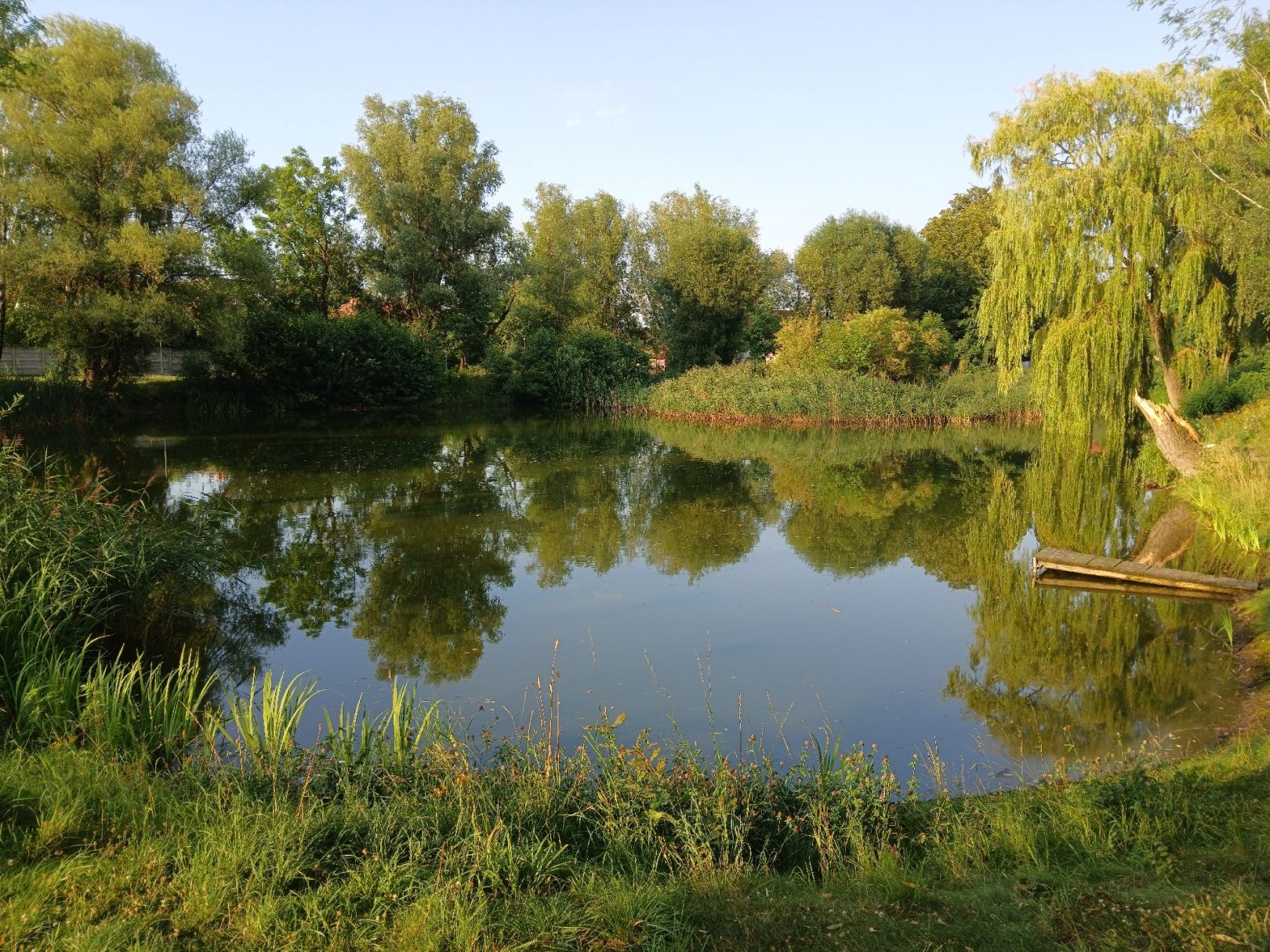 Inselteich (Glebitzsch) angeln