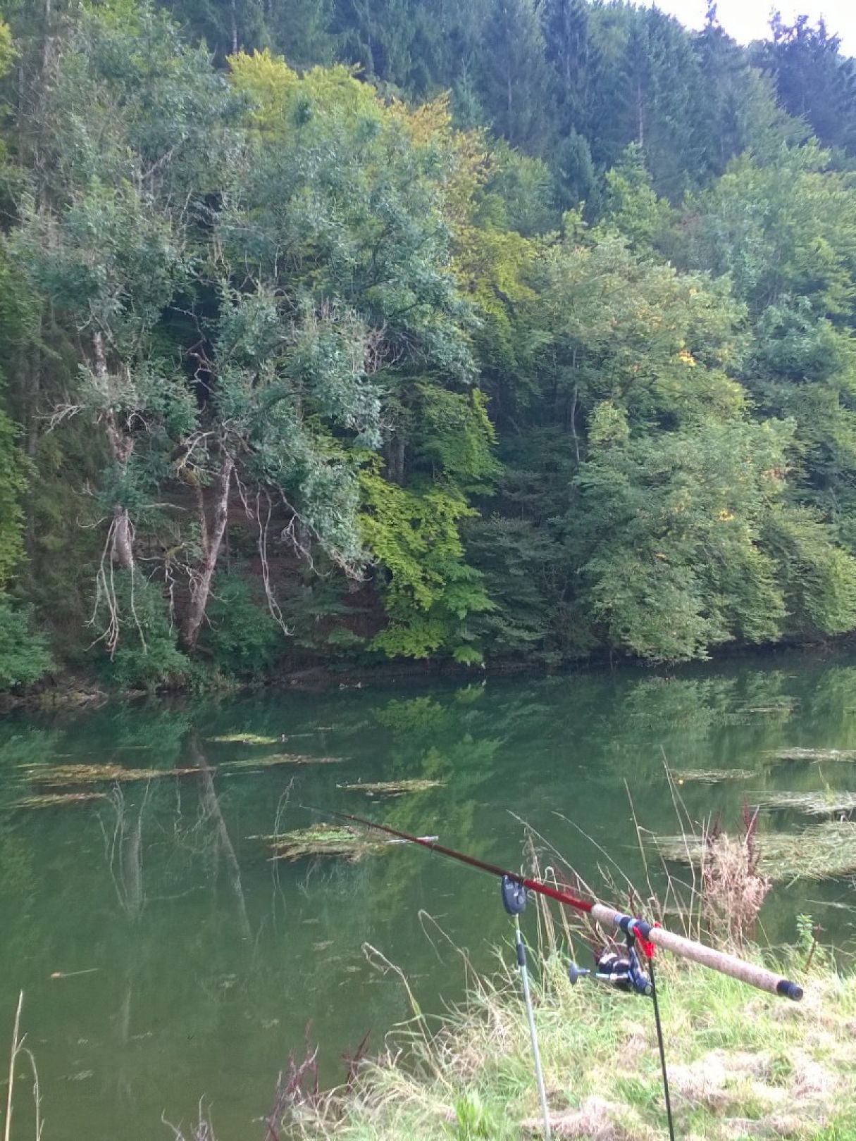 Donau (Beuron) angeln