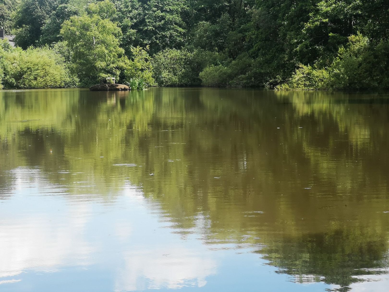 Teich am Sternberg (Frankenau) angeln