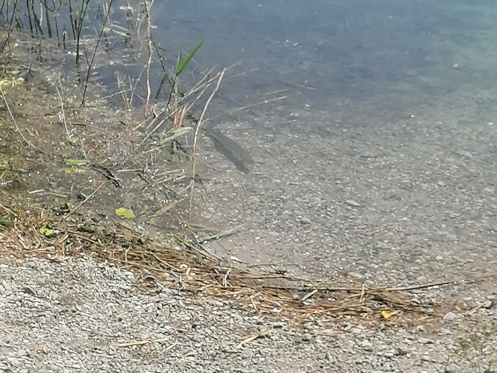 Baggersee Obergrashof angeln