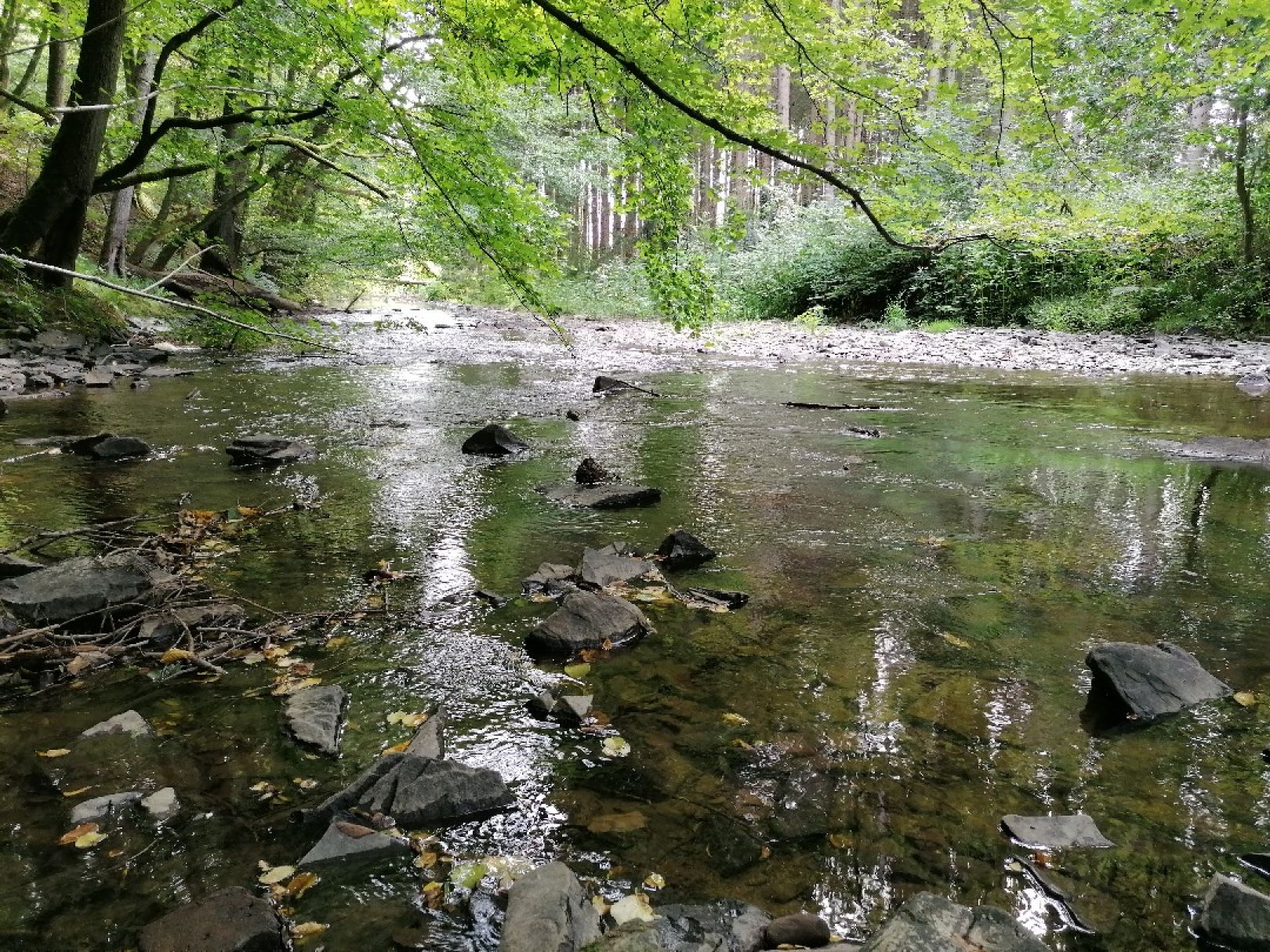 Bröl (Winterscheid) angeln