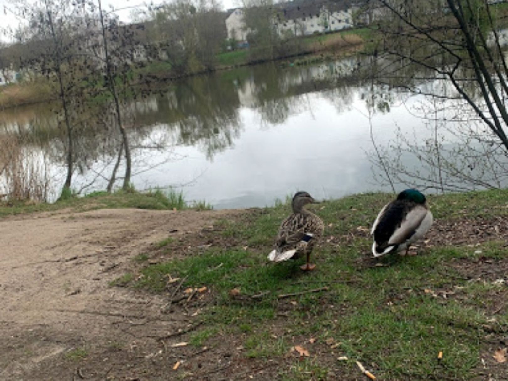 Salzteich (Wolfsburg) angeln