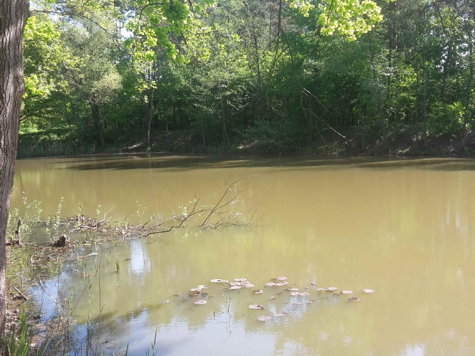 Teich am Zeltplatz Groß Särchen angeln