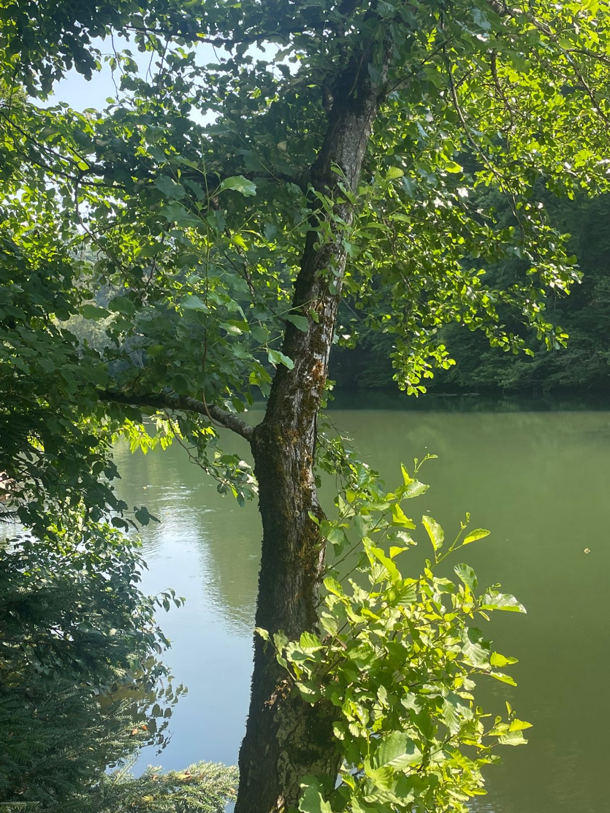 Polsterteich (Köttmannsdorf) angeln