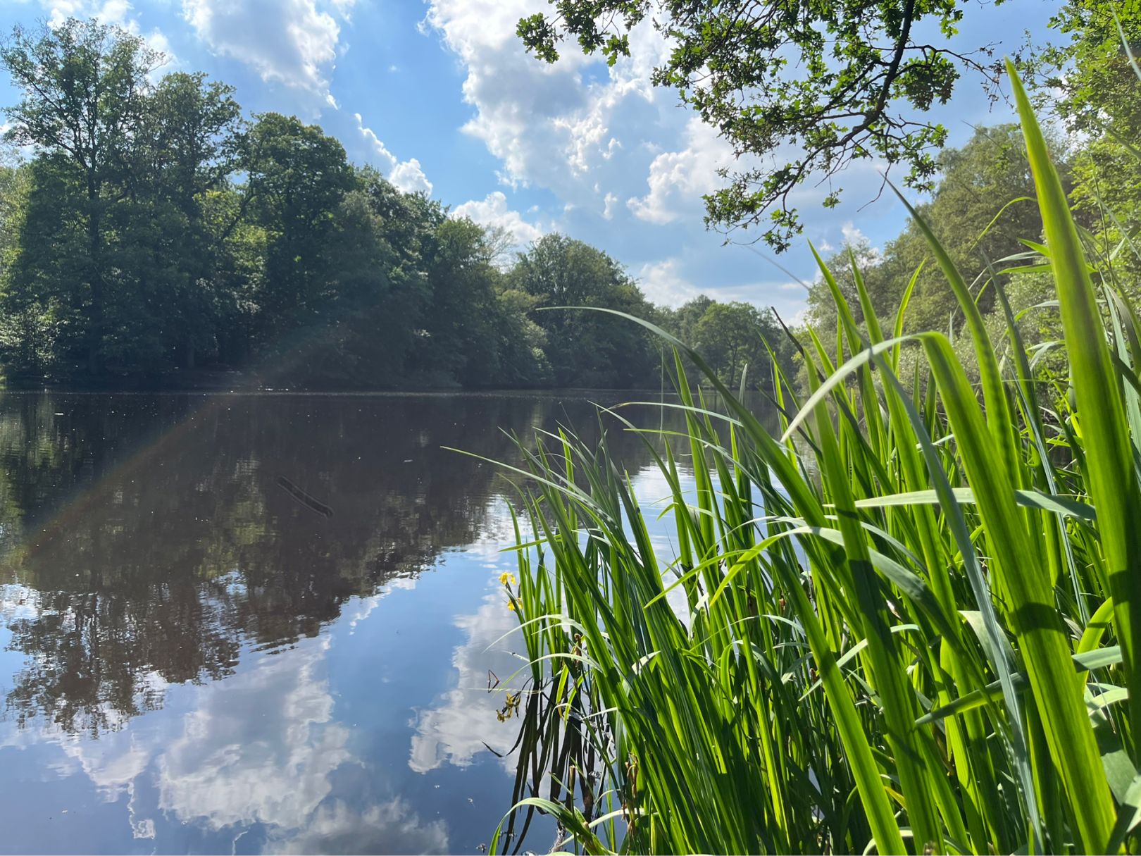 Kupferteich (Hamburg-Treudelberg) angeln