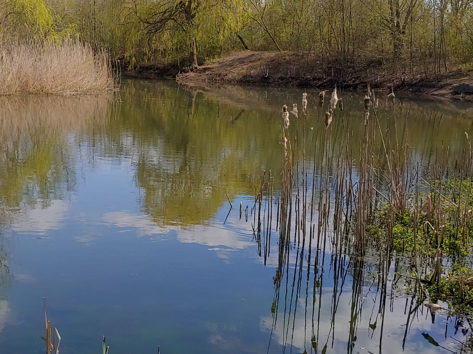 Teiche am Wasserwerk Sietzsch angeln