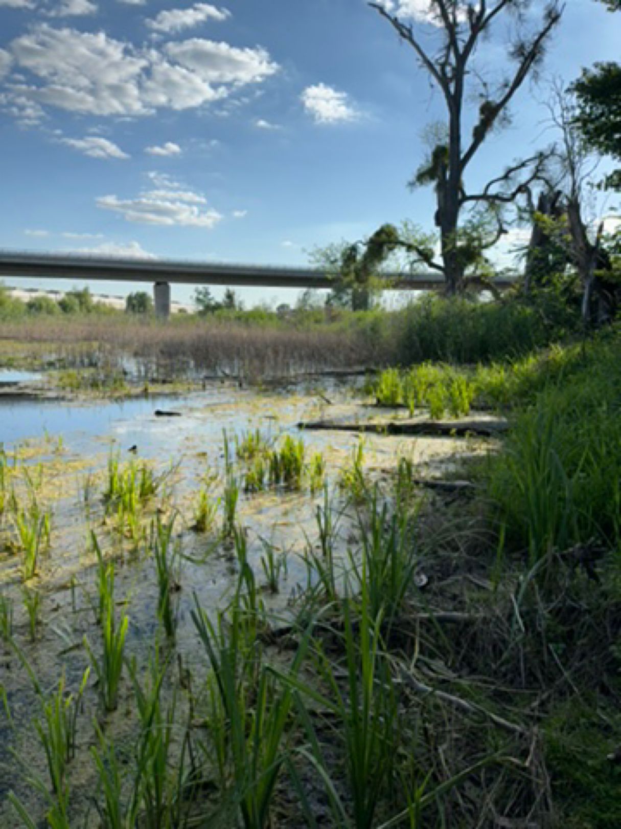 Röthe (Schönebeck) angeln