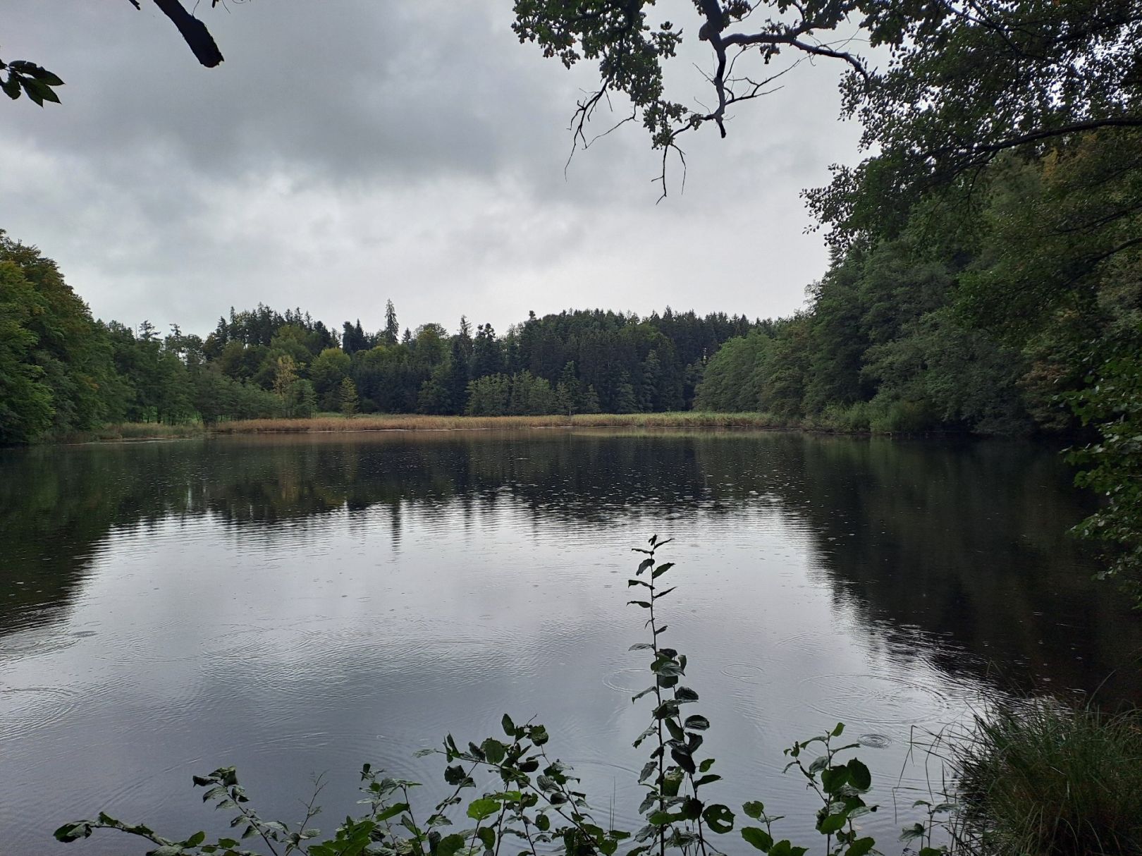 Jägerweiher (Neukirch) angeln