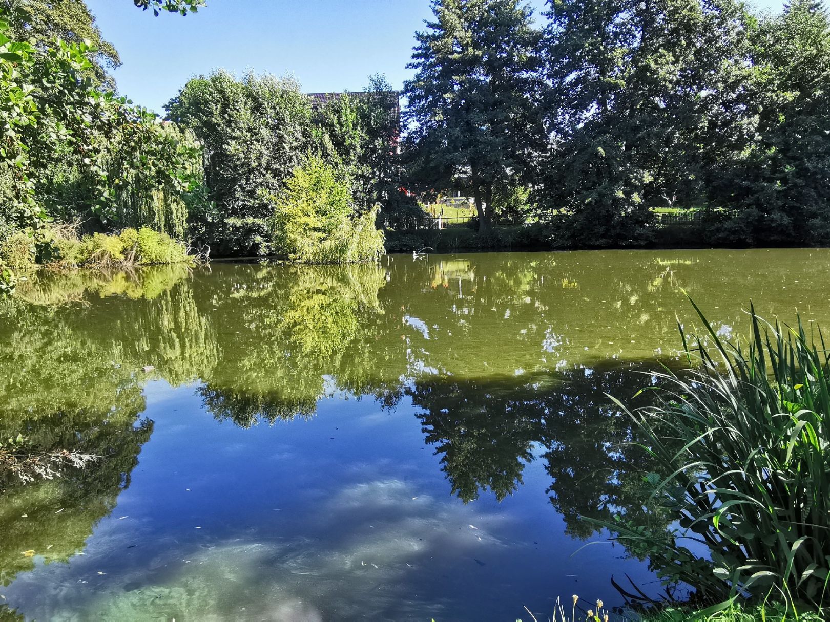 Mittelteich (Neugersdorf) angeln