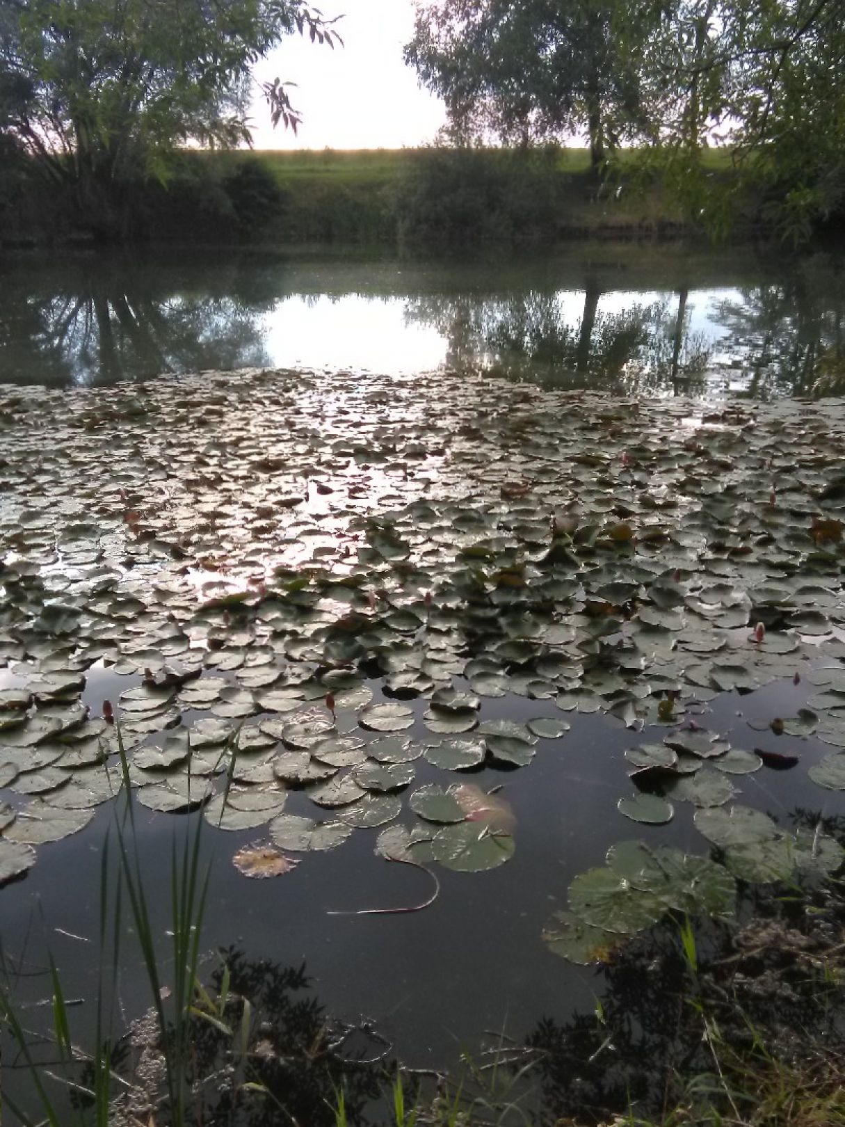 Siglfinger Baggersee angeln