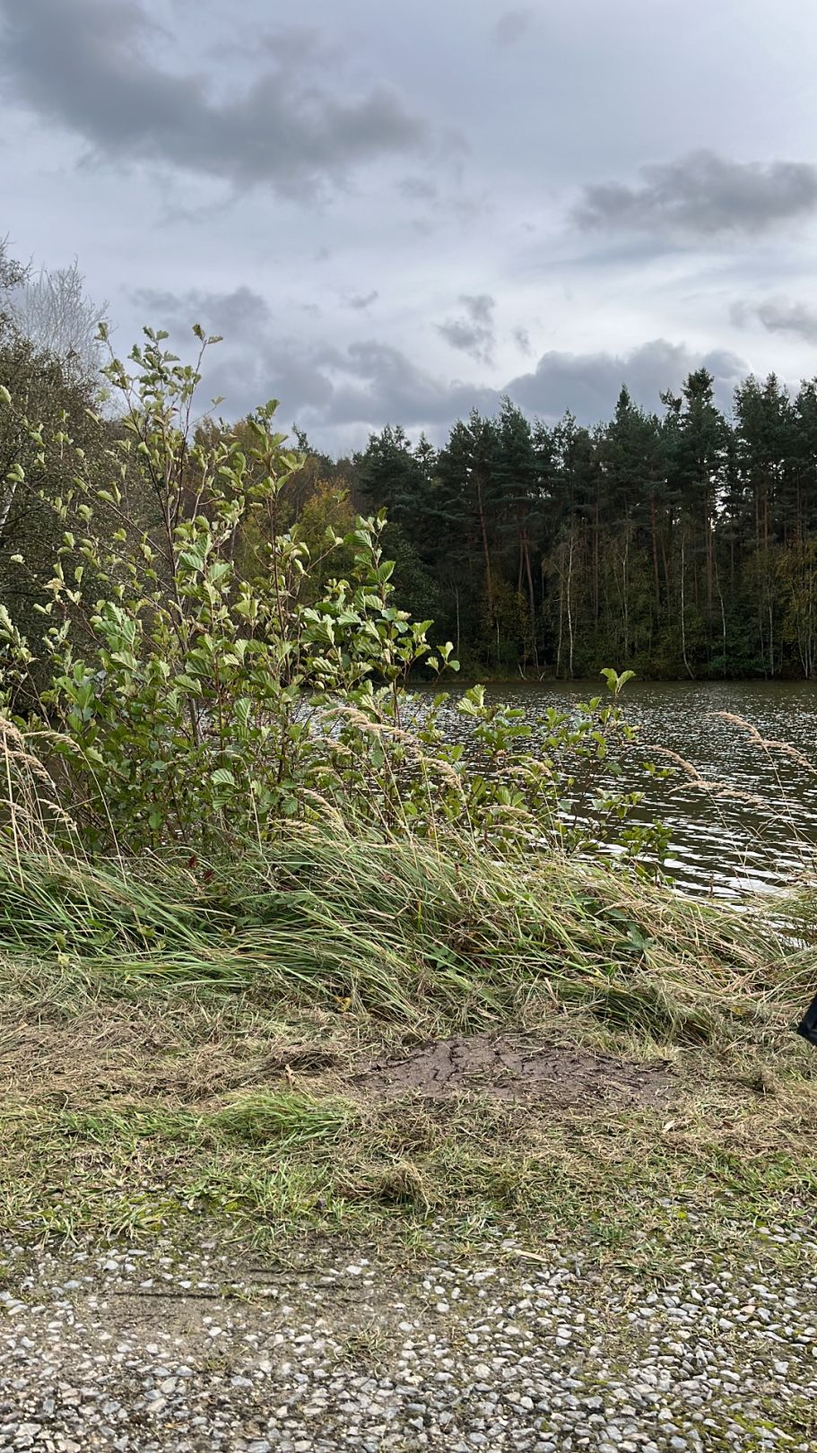 Vogelbühlweiher angeln