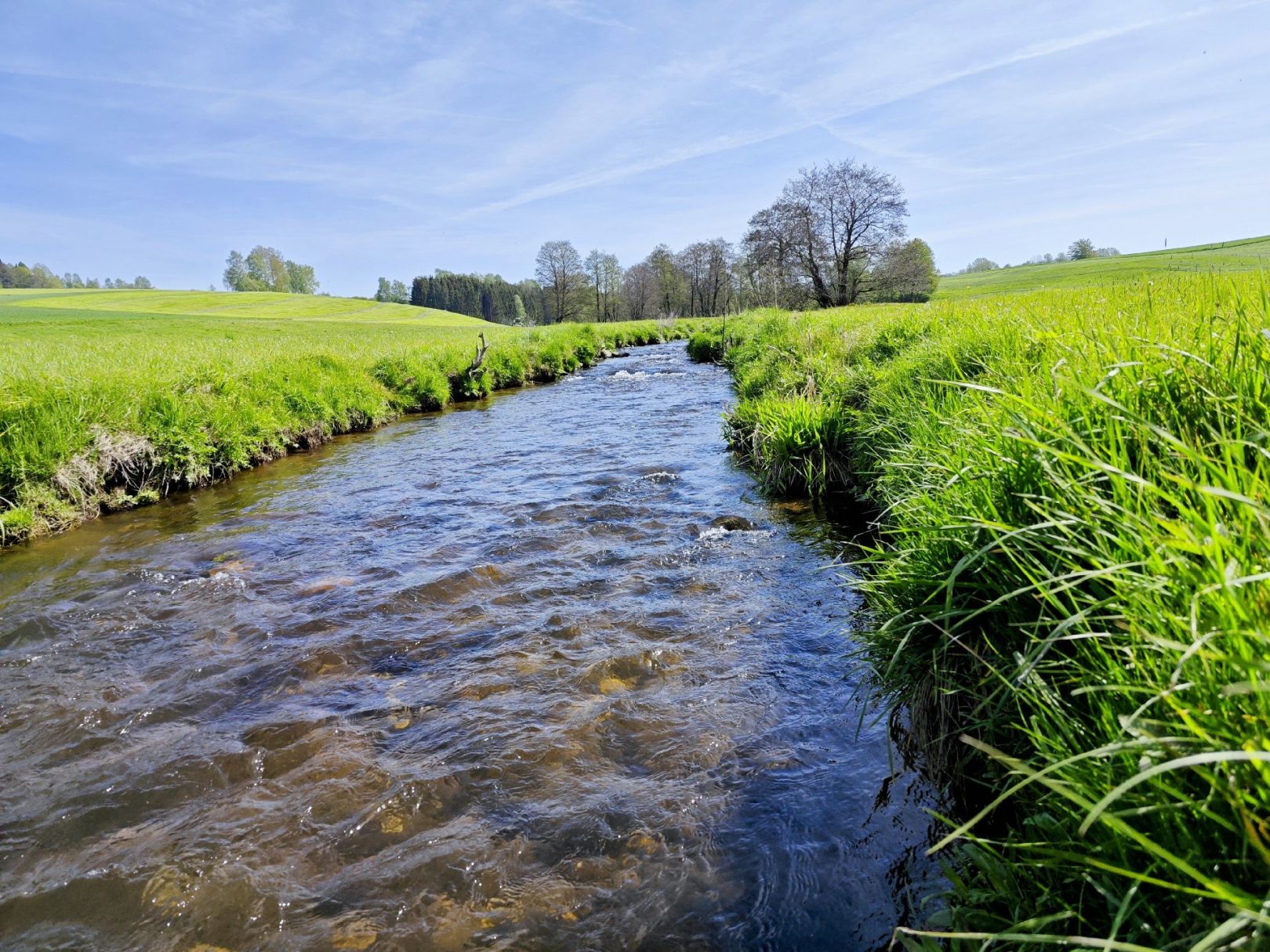 Waldnaab (Bärnau) angeln