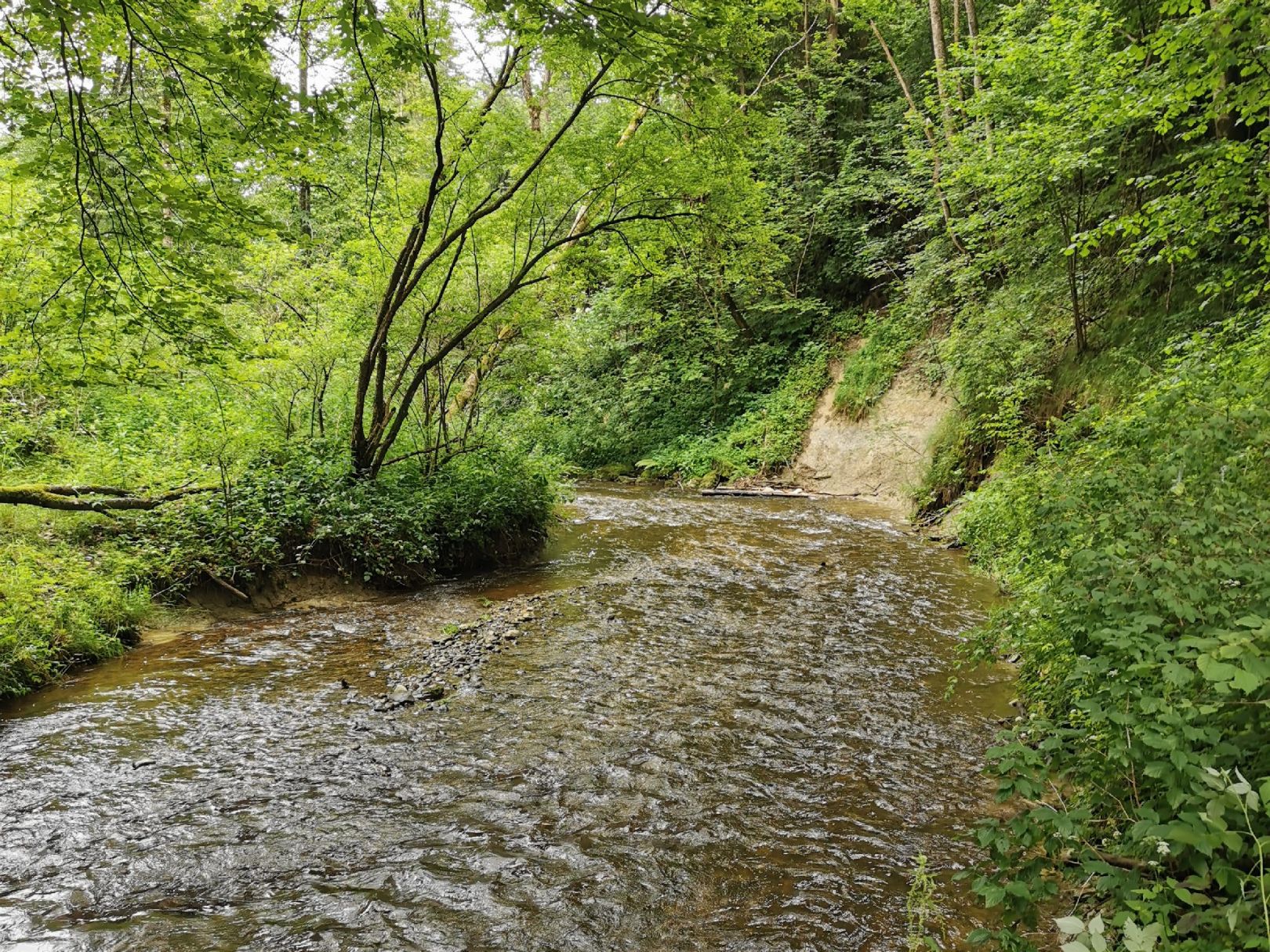 Schönach (Hohenfurch) angeln