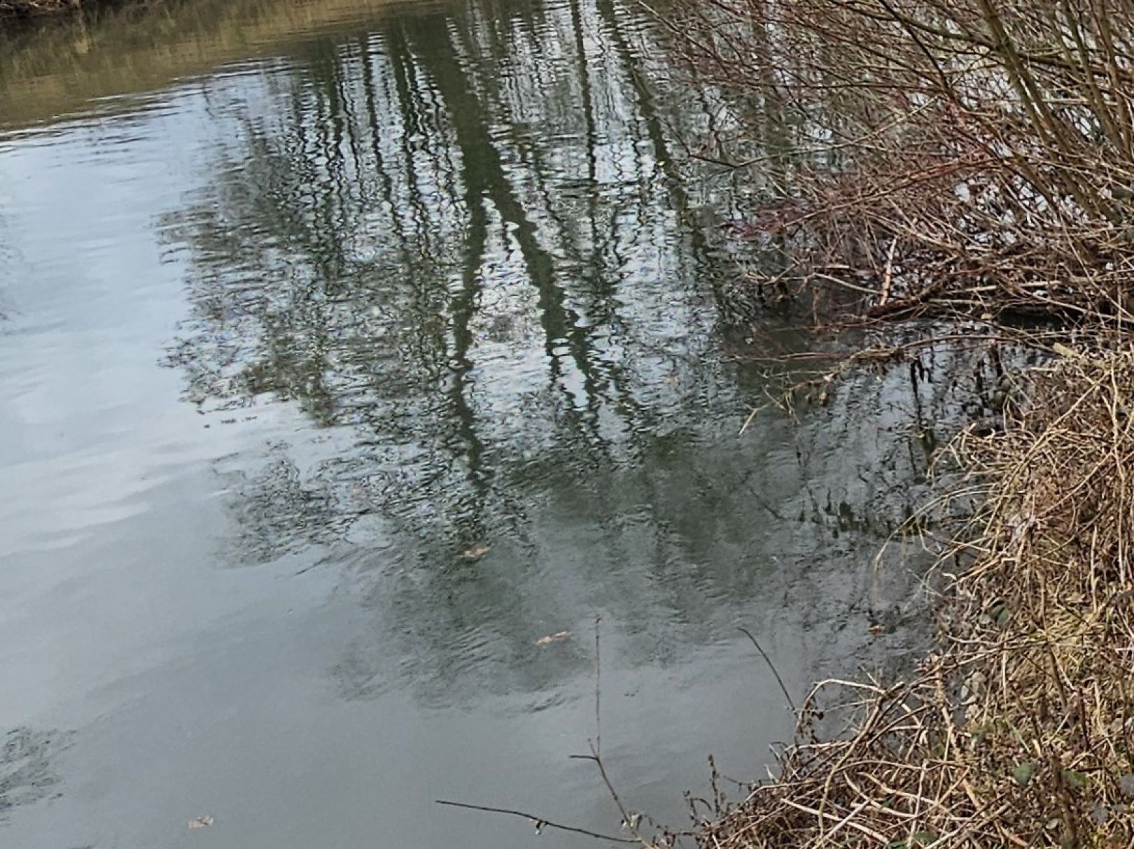 Neckar (Stuttgart) angeln