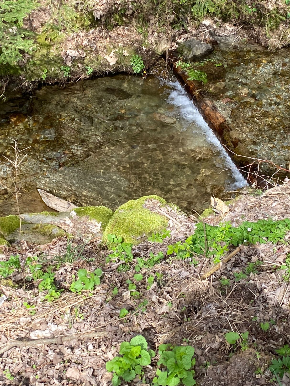 Weiße Schwarza (Schwarzatal) angeln