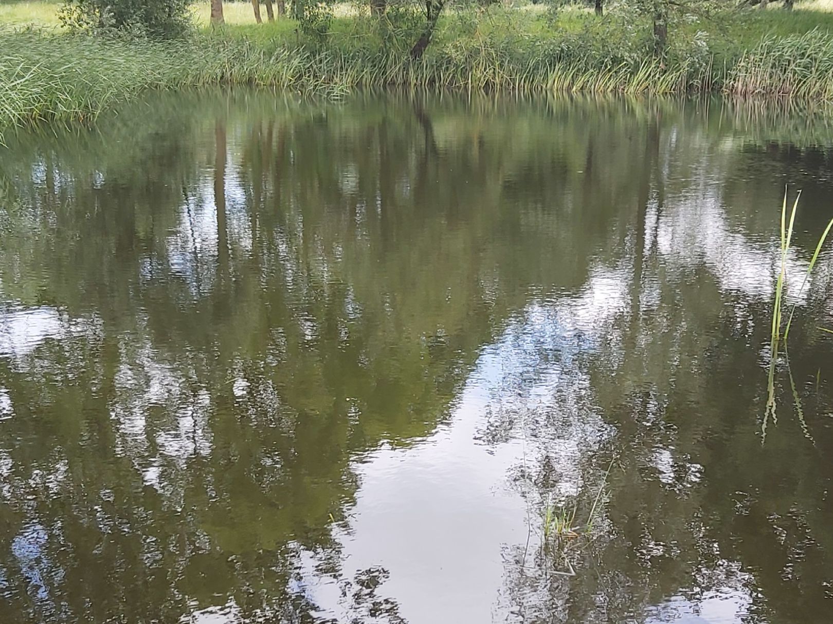 Pernieker Dorfteich (Perniek) angeln