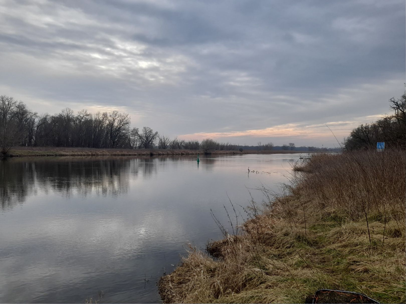 Saale (Nienburg/Saale) angeln