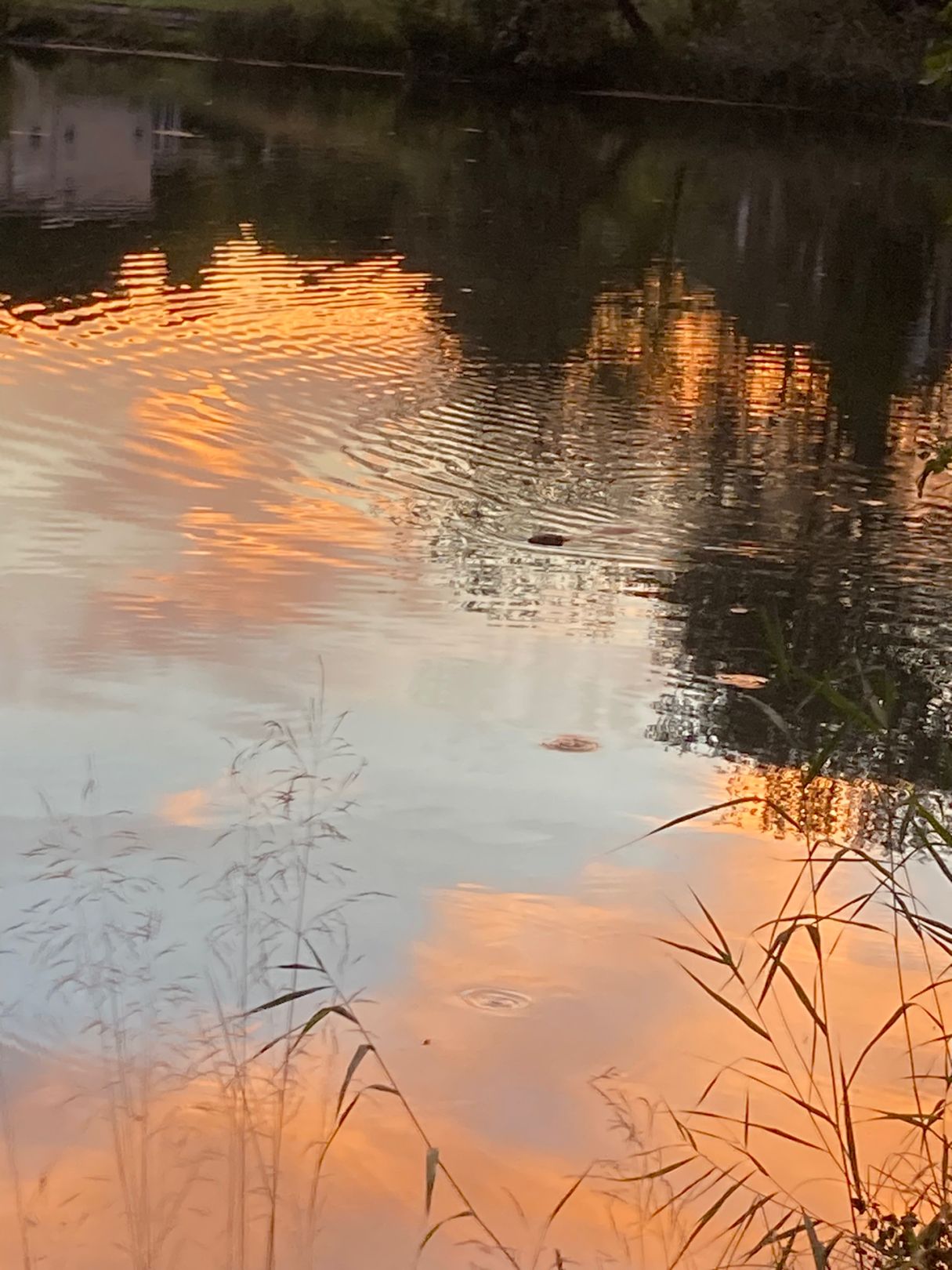 Karpfenteich Rüdersdorf angeln