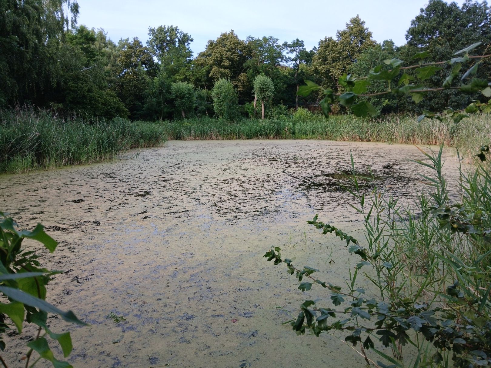 Feuchtbiotop Holzweißig angeln