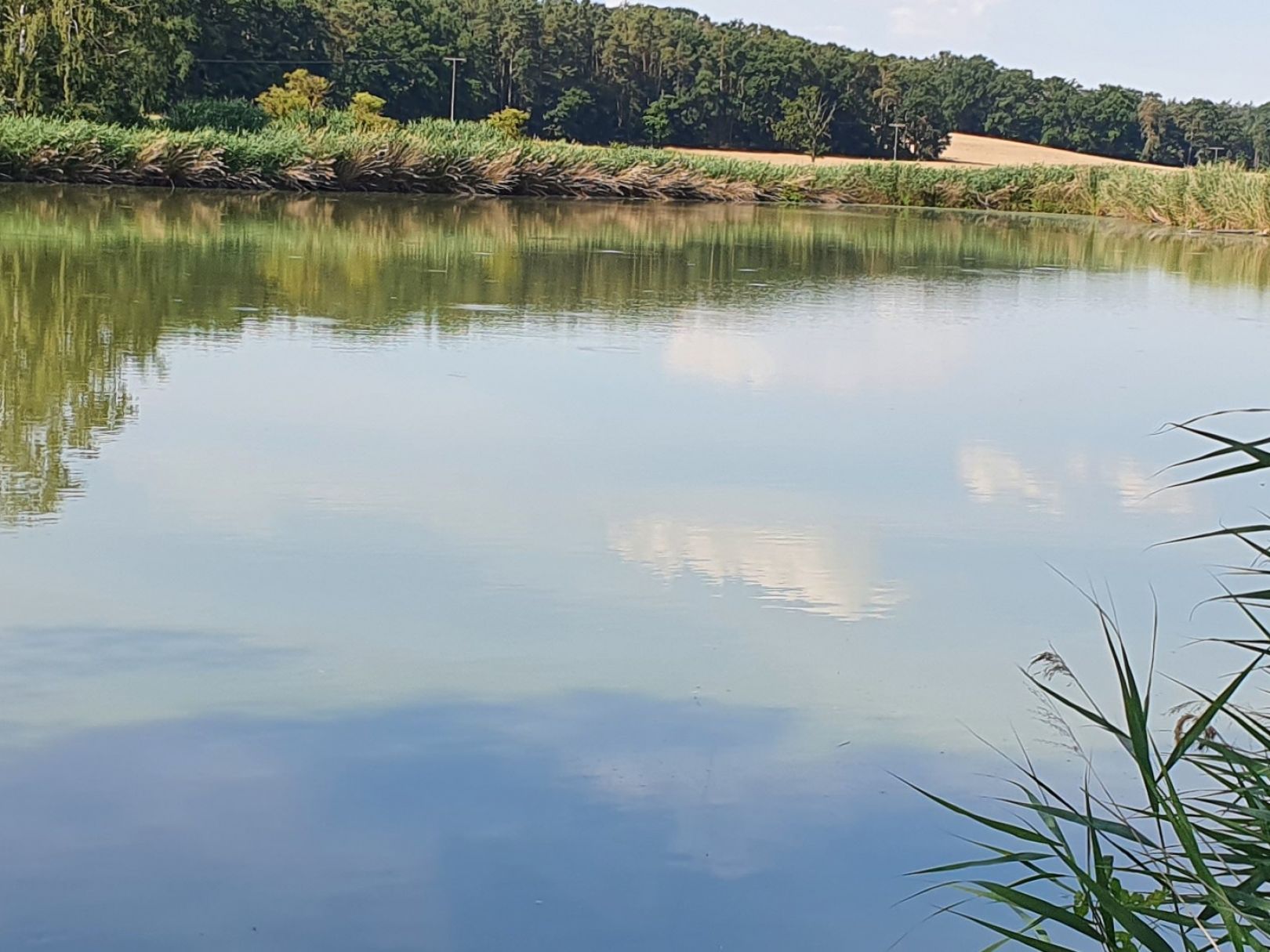 Rohrweiher (Höchstadt) angeln