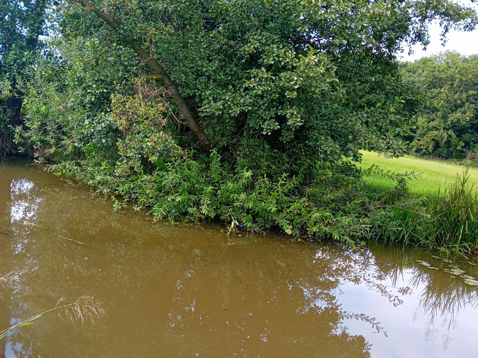 Kleine Spree (Lippitsch) angeln