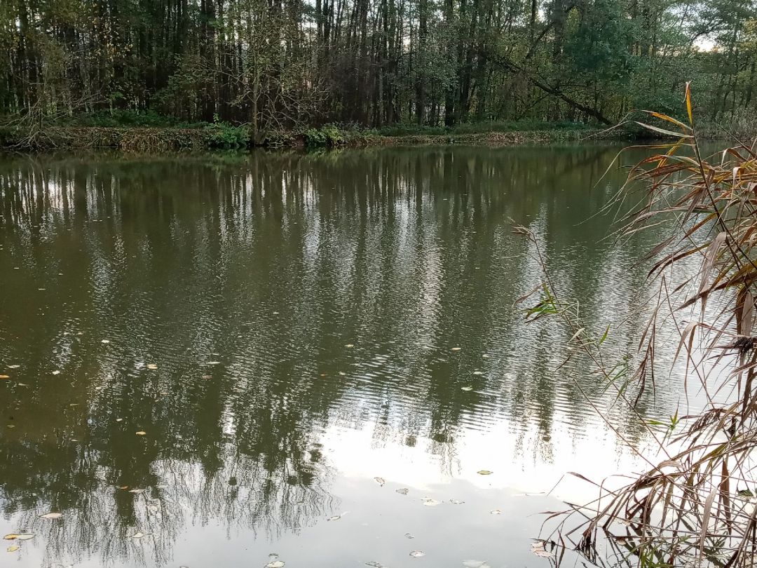 Mischteich (ASV Herrhausen ) angeln