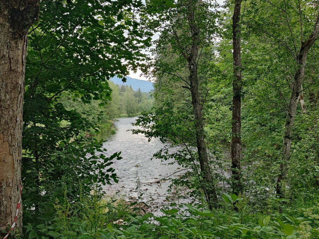 Großer Regen (Ludwigsthal) angeln