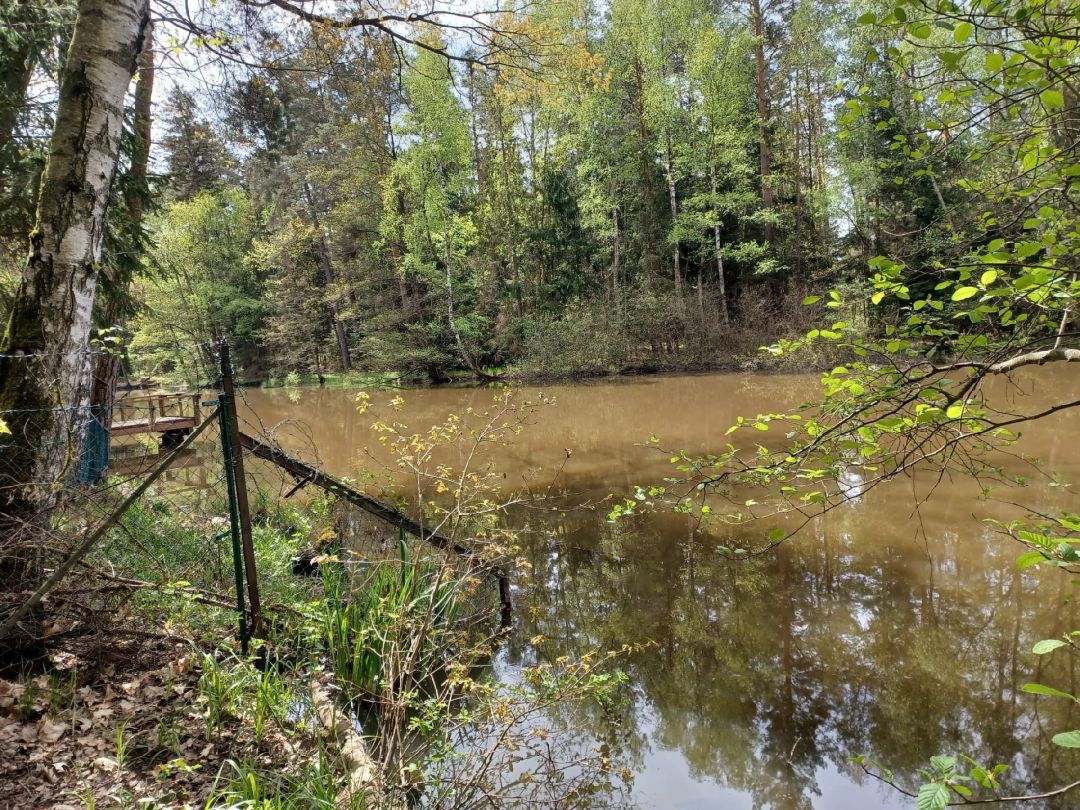 Holzweiher (Forsthof) angeln