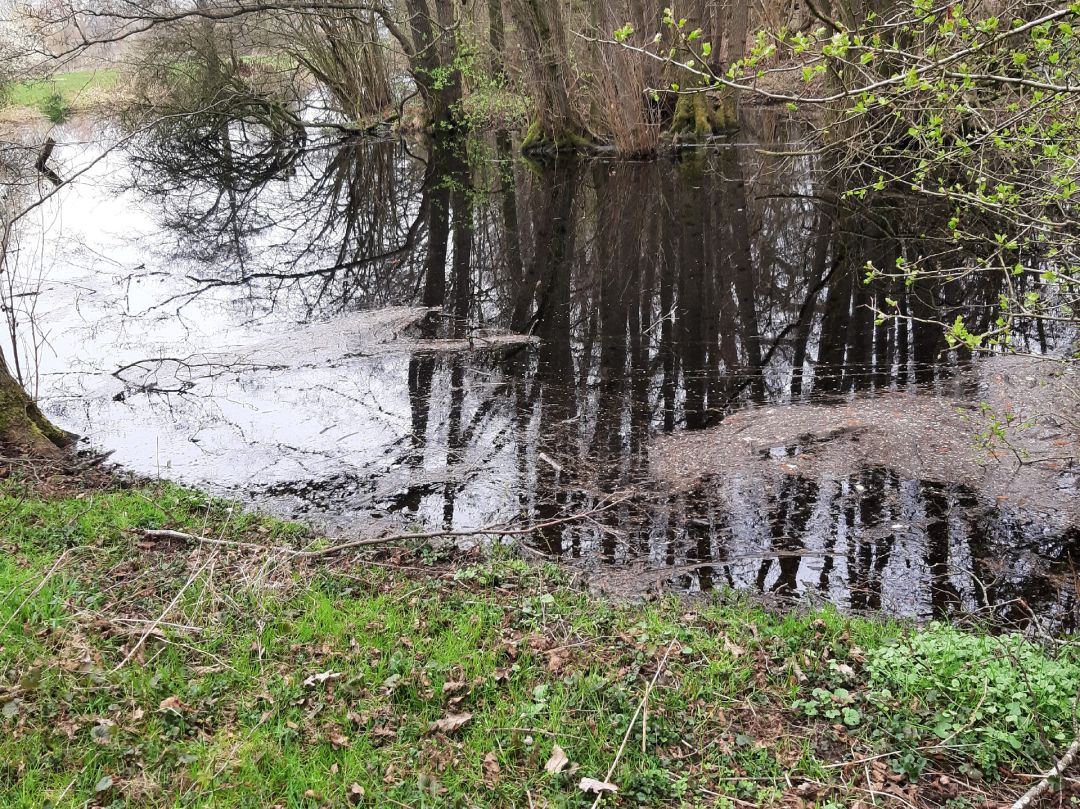 Kleiner Teich Krückaupark angeln