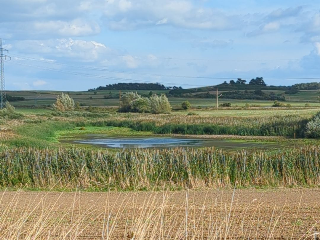 Karpfenpfuhl (Niederlandin) angeln