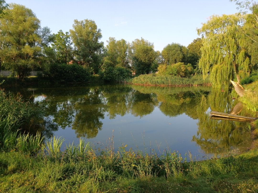 Inselteich (Glebitzsch) angeln