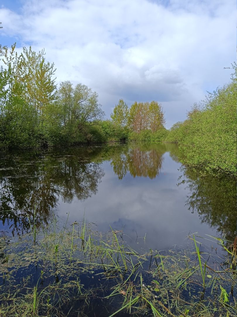 Teich 3 Altenwahlingen angeln