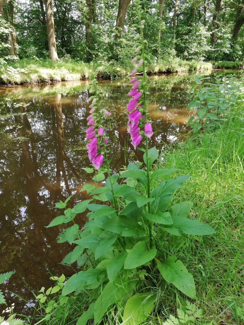 Deichhase (Quakenbrück) angeln