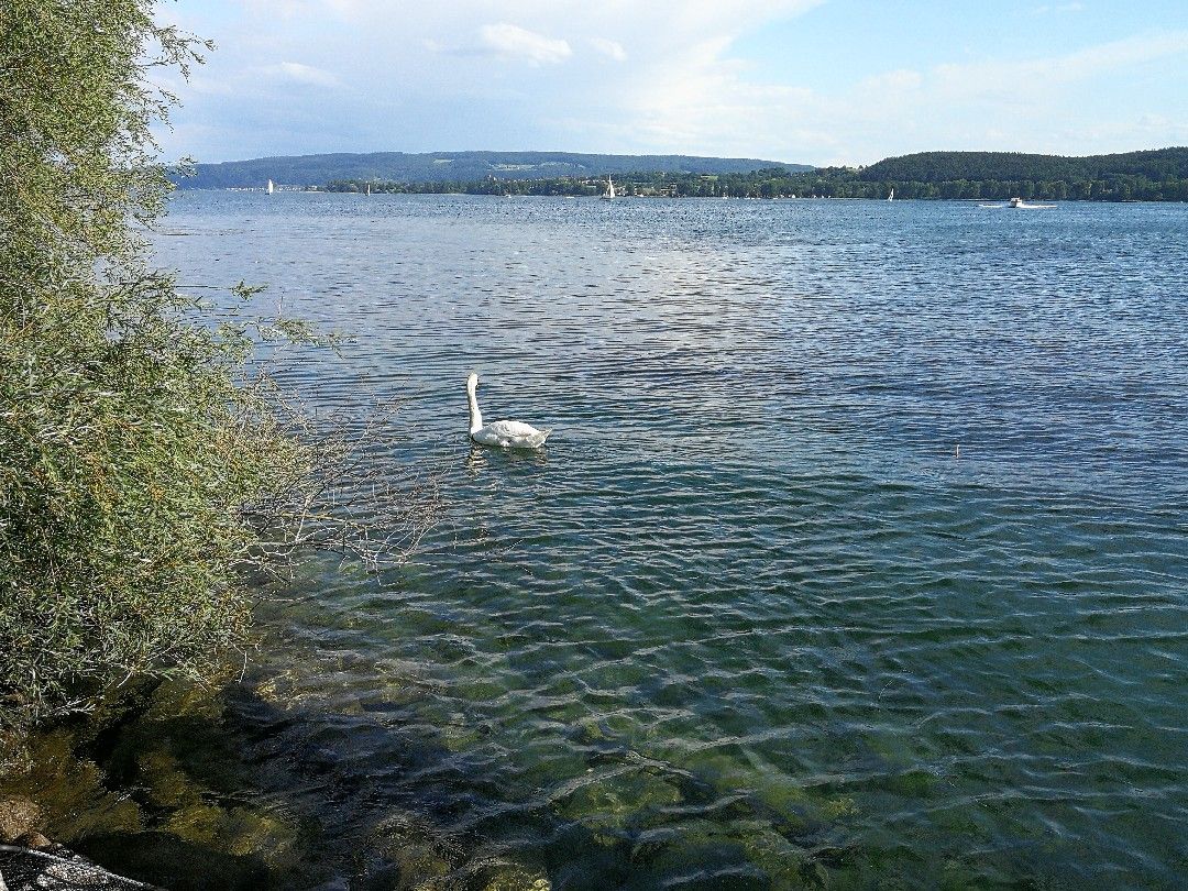 Radolfzeller Aach (Radolfzell) angeln