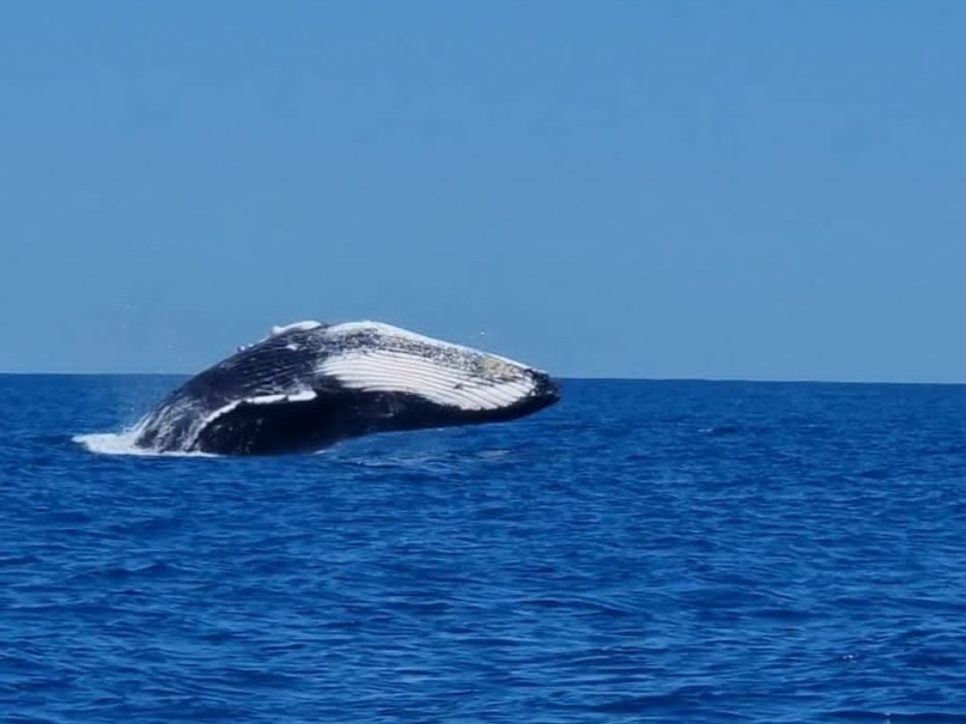 Indischer Ozean (Mauritius) angeln