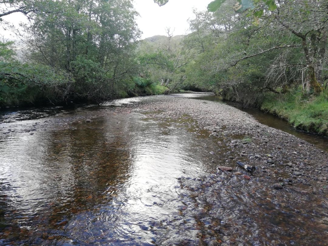 Callop River (Glenfinnan) angeln