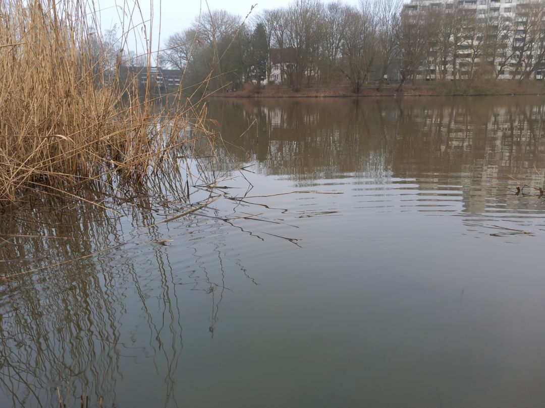 Neuhofer Teich (Reinfeld) angeln