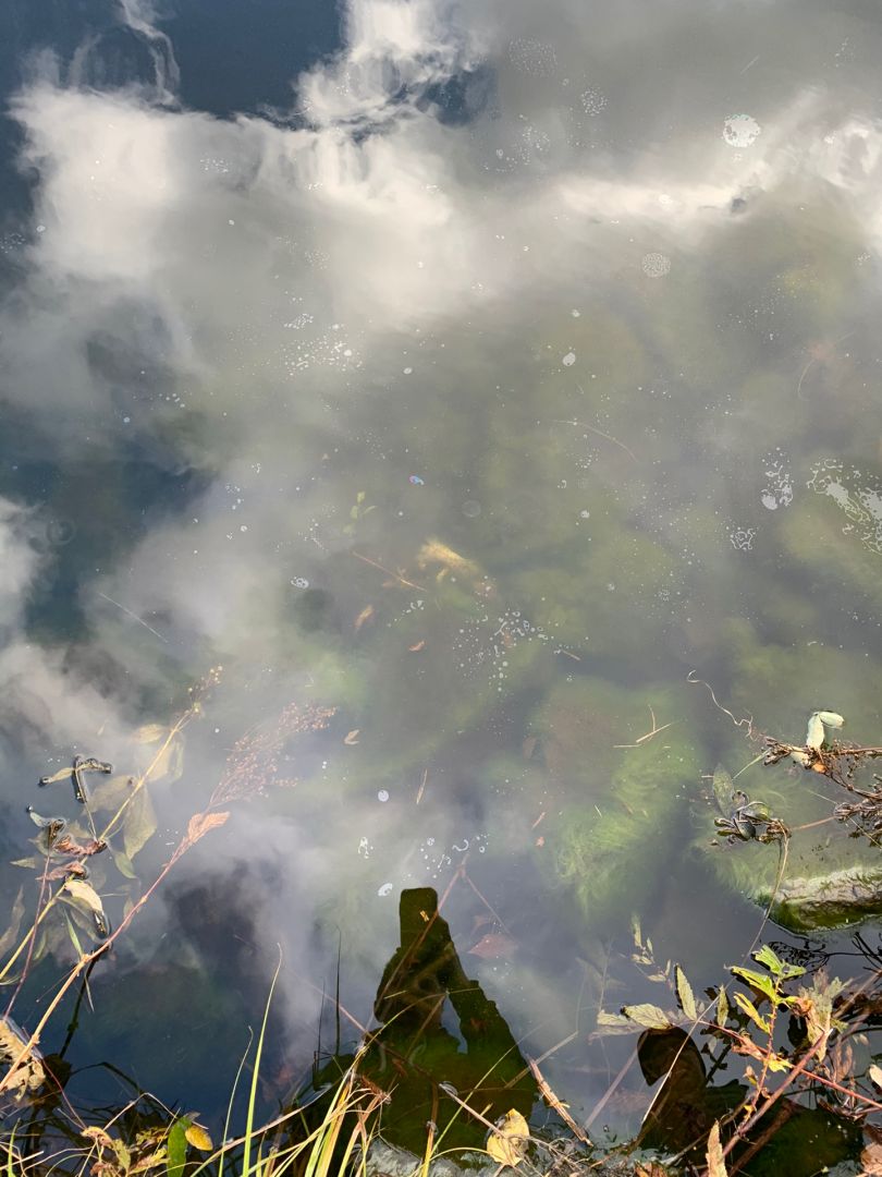 Unterer Spiegeltaler Teich angeln