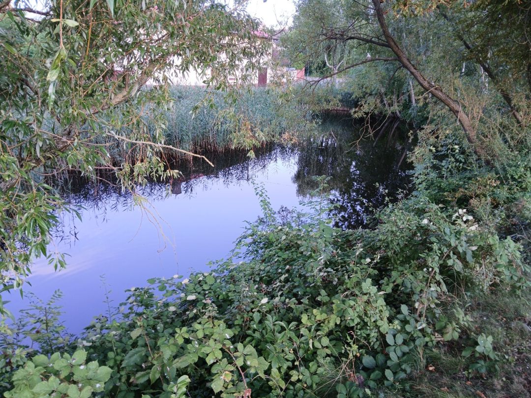 Dorfteich Beyersdorf angeln