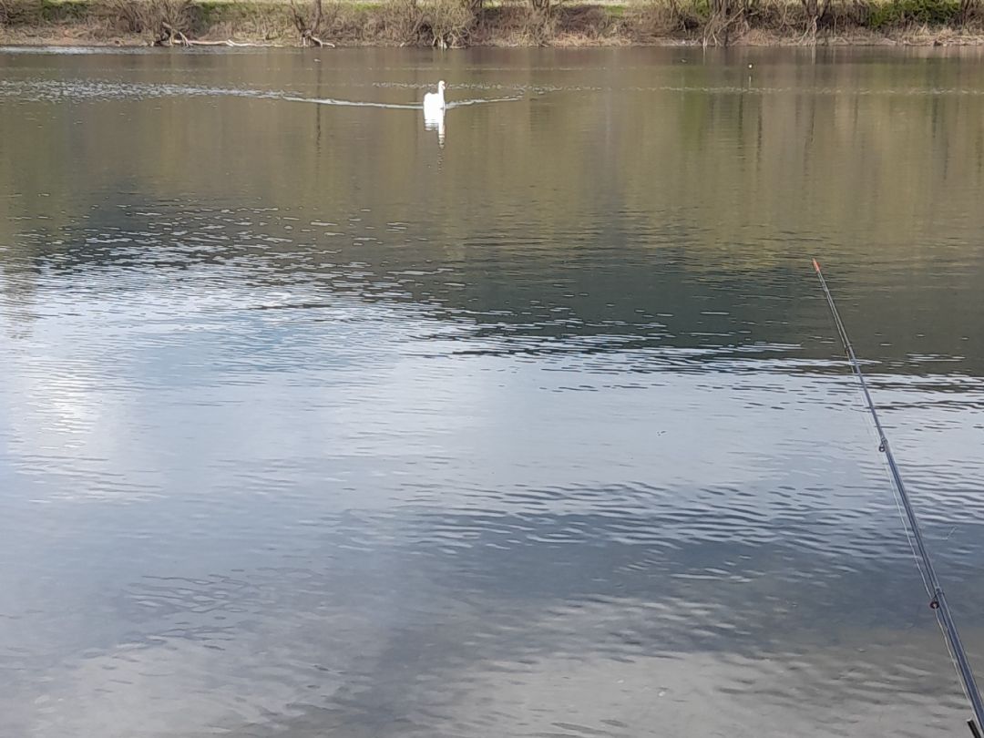 Langer Teich (Porta Westfalica) angeln